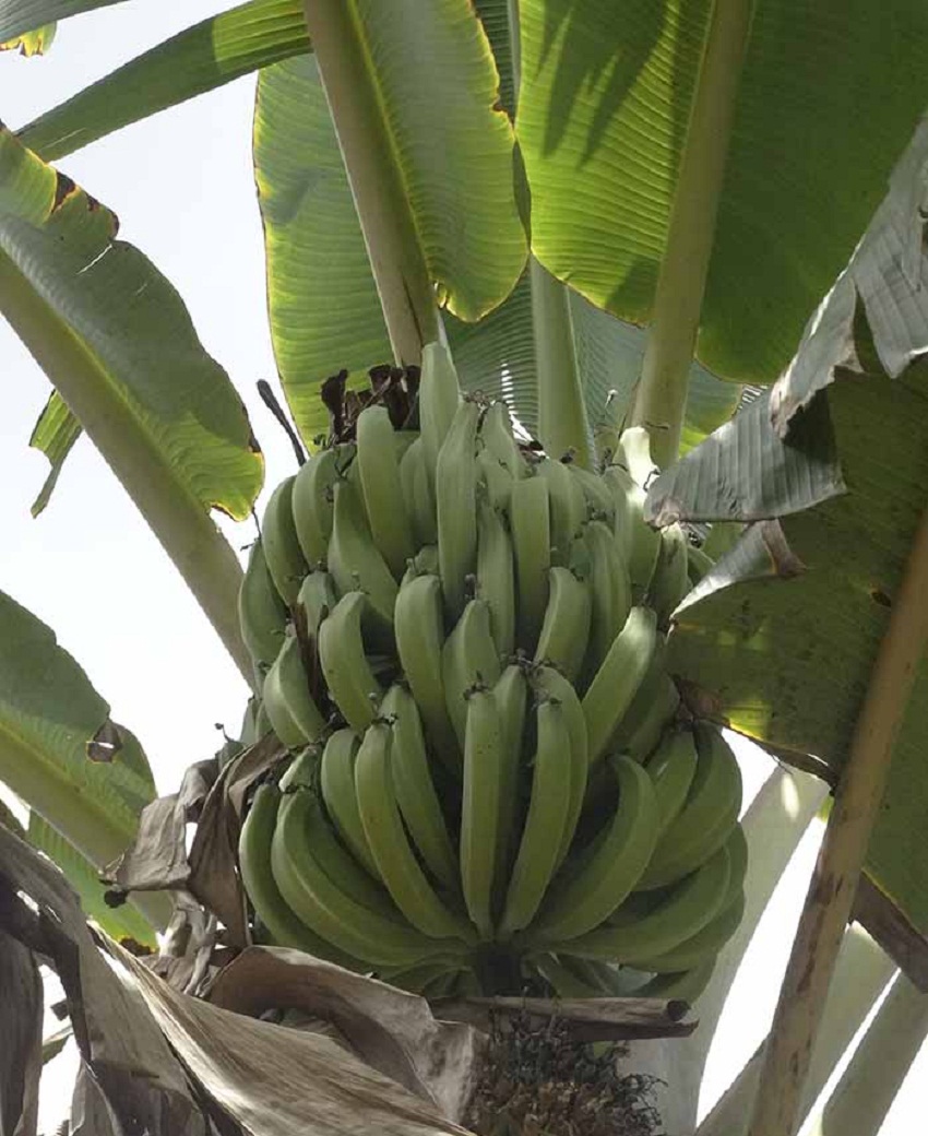 Registradas as primeiras variedades de bananadaterra
