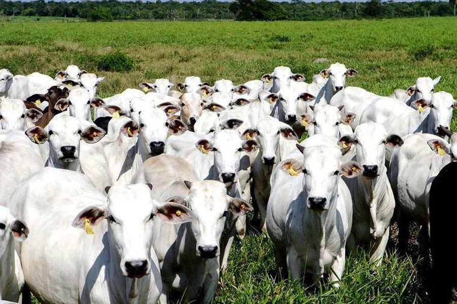 Sistema De Notifica O De Doen As De Animais Come A Nesta Quarta Ba De Valor