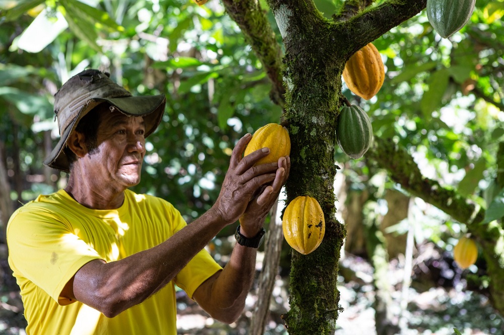 Bahia celebra Dia do Cacau com melhoria na produção de amêndoas e ...